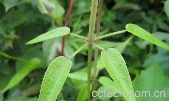 茜草的功效与作用及禁忌-0