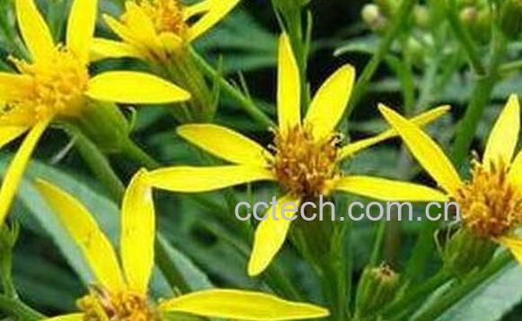 千里光的功效与作用 千里光的副作用-1