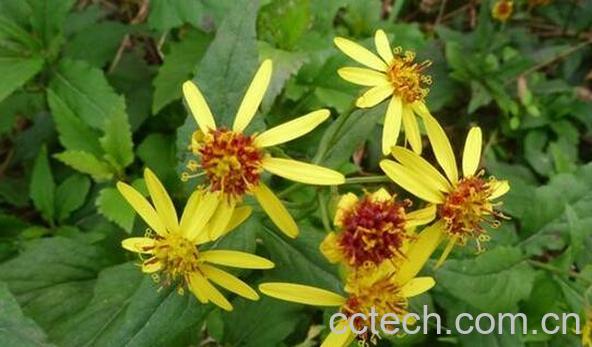 千里光的功效与作用 千里光的副作用-0