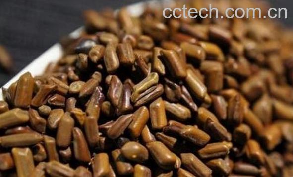 决明子泡水喝竟有6个害处 决明子泡水喝的好处-1