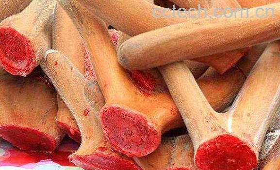 鹿茸对女人的作用与功效-1