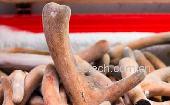 鲜鹿茸怎么吃 鲜鹿茸的食用方法-1