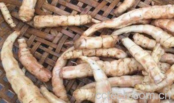 泽兰根的功效与作用及副作用-0