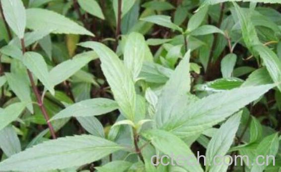 水泽兰的功效与作用及禁忌-0