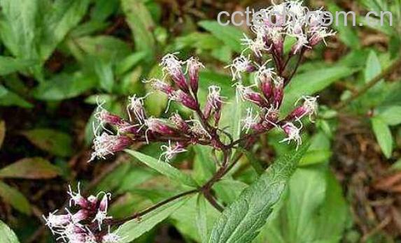 水泽兰的功效与作用及禁忌-1