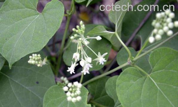 何首乌藤的功效与作用及副作用-0