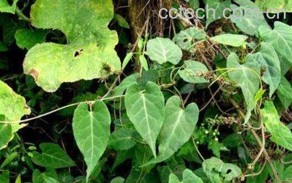 何首乌藤泡水喝的功效与作用-0