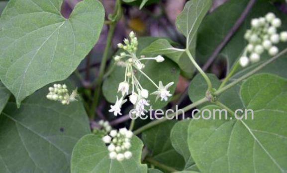 何首乌藤的功效与作用及副作用-1