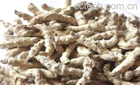 白僵蚕的功效与作用及药用价值-0