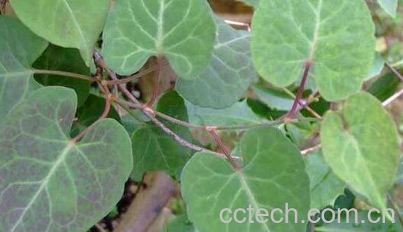 何首乌藤泡水喝的功效与作用-1