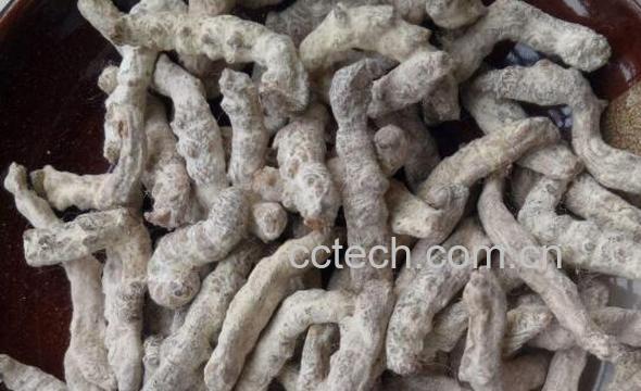 白僵蚕的功效与作用及药用价值-1