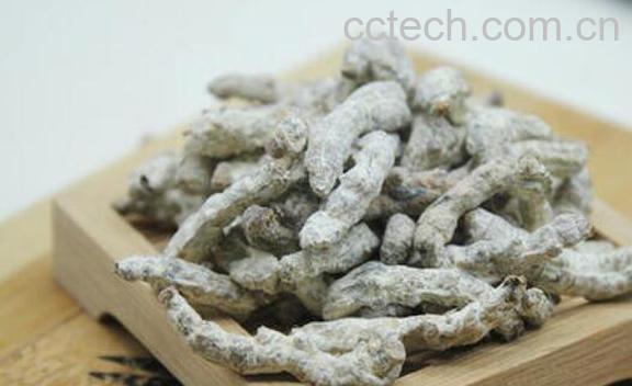 白僵蚕的功效与作用 白僵蚕的食用方法-1