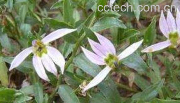 半边莲草的功效与作用-1