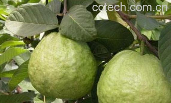 芭乐根的功效与作用及禁忌-0