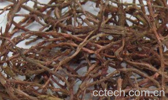 芭乐根的功效与作用及禁忌-1