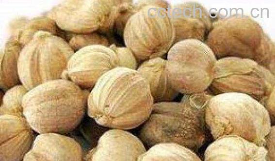 豆蔻与香豆蔻的区别 豆蔻的功效与作用-0