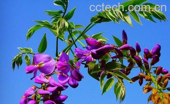 葛根花的功效与作用 葛根花的禁忌-1