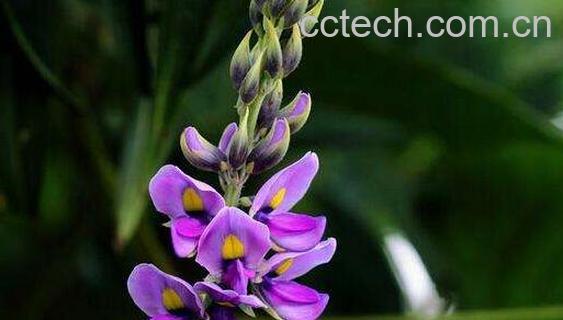 葛根花的功效与作用 葛根花的禁忌-0