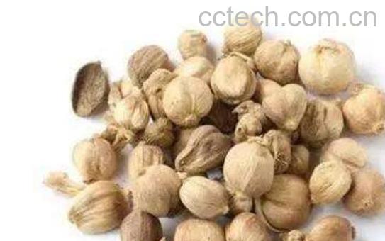 红豆蔻的功效与作用及食用方法-0