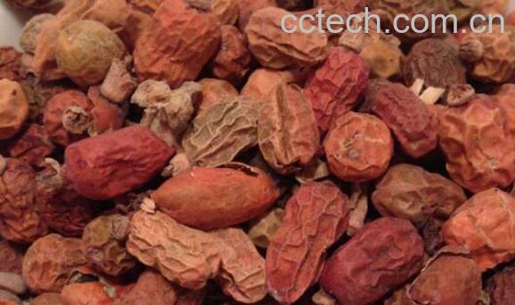 红豆蔻的功效与作用及食用方法-1