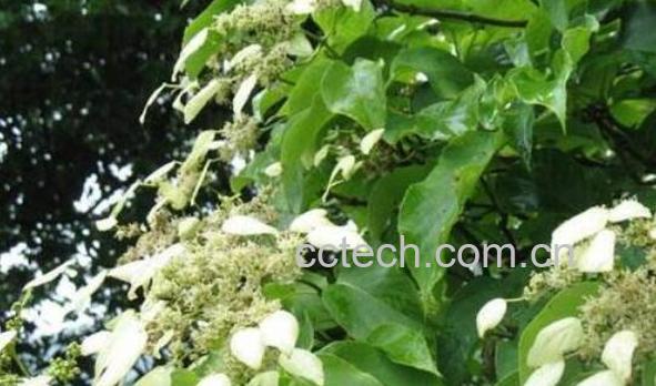 散血藤的功效与作用及禁忌-0