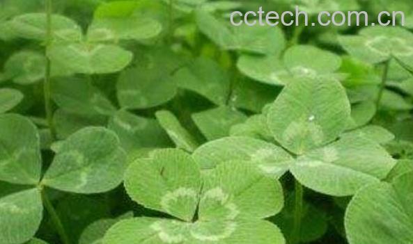 散血藤的功效与作用及禁忌-1