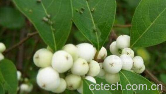 白饭子草的功效与作用-0