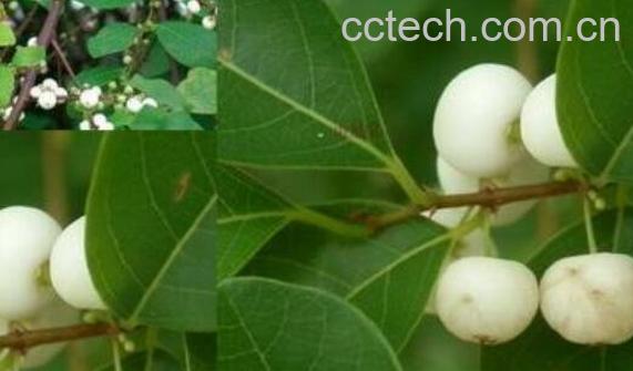 白饭子草的功效与作用-1