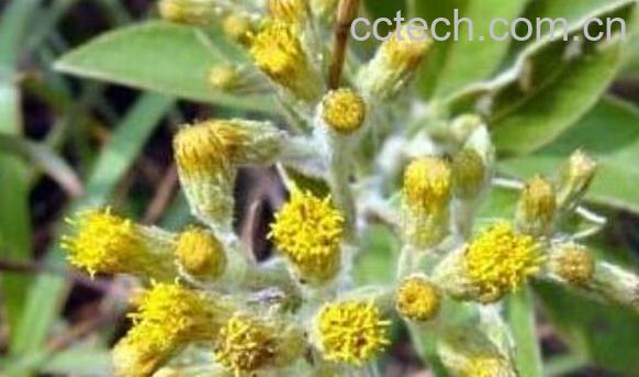 白牛胆根的功效与作用-0