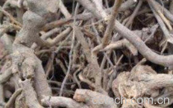 白牛胆根的功效与作用-1