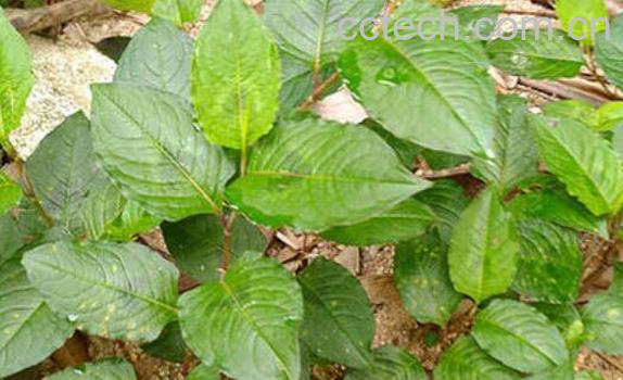 白饭藤的功效与作用-1