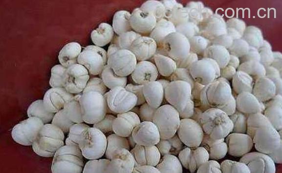 川贝母的功效与作用 吃川贝母的好处-1