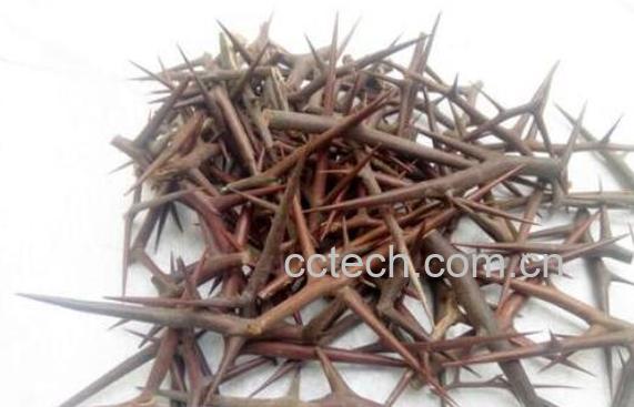 皂角刺的功效与作用及副作用-0