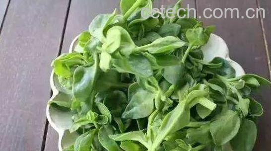 田七叶怎么吃 田七叶的食用方法-0