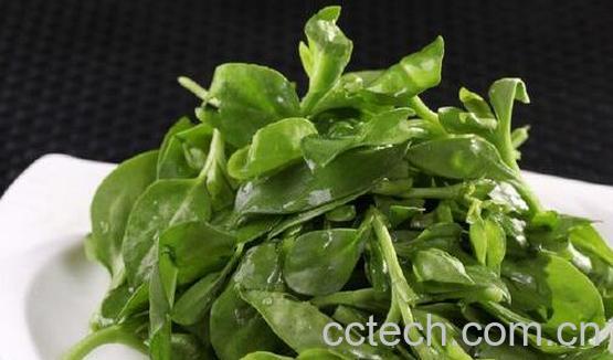 田七叶的功效与作用及禁忌-1