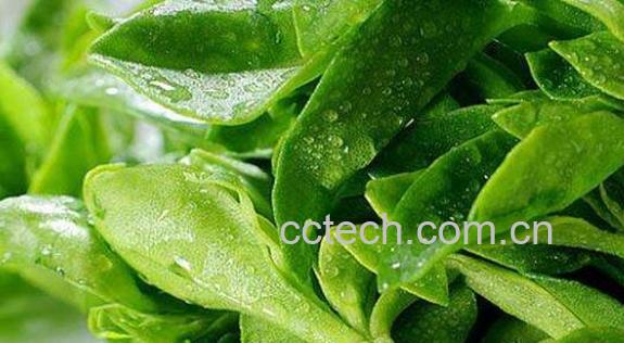 三七叶的功效与作用及禁忌-0