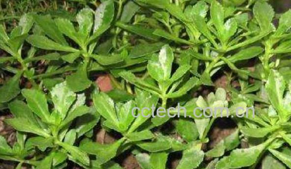 三七叶的功效与作用及禁忌-1