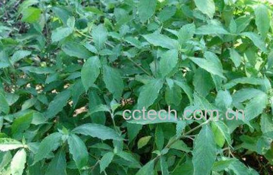 白牛膝的功效与作用 白牛膝喝了有什么功效-1