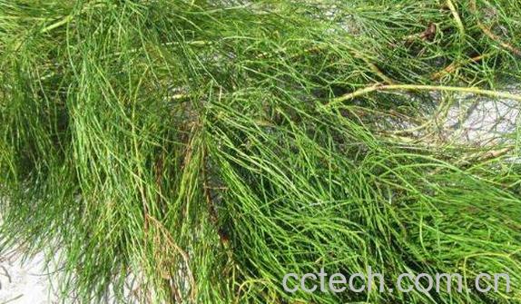 伸筋草精油的功效与作用-0