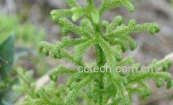 伸筋草精油的功效与作用-1