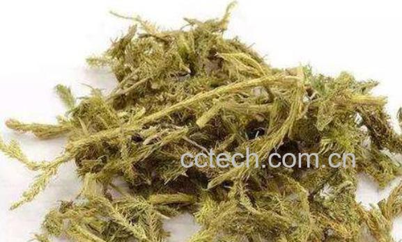 伸筋草怎么吃 伸筋草的食用方法-1