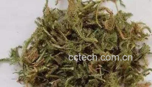 伸筋草怎么吃 伸筋草的食用方法-0