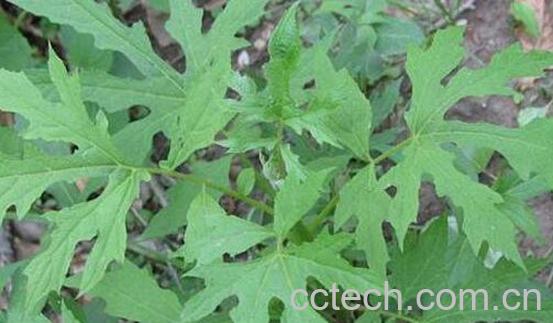 大叶盘果菊的功效与作用及药用价值-0