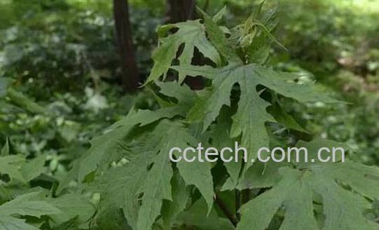 大叶盘果菊的功效与作用及药用价值-1