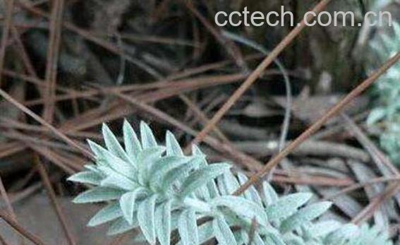 鹿茸草的功效与作用及吃法-0