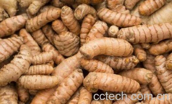 姜黄根的美容功效与作用-1