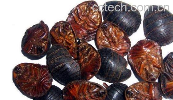 土鳖虫怎么吃效果最好 吃土鳖虫要禁忌什么-0