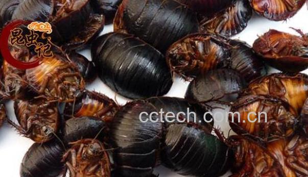 土鳖虫怎么吃效果最好 吃土鳖虫要禁忌什么-1