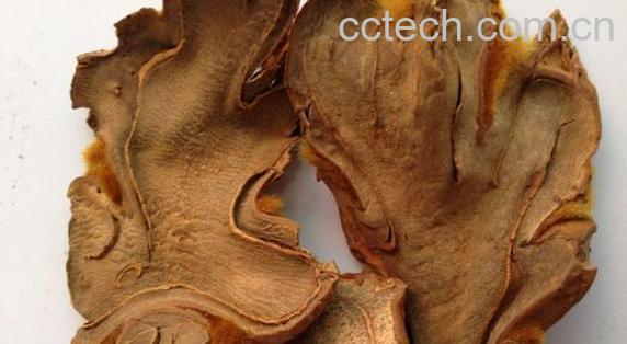 狗脊与炙狗脊的区别 狗脊的功效-0