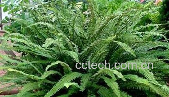 蜈蚣草的功效与作用 蜈蚣草水草怎么养-0